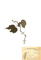 藏品(巒大秋海棠)的圖片